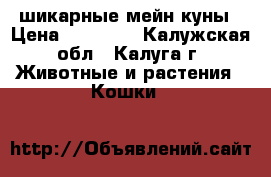 шикарные мейн куны › Цена ­ 18 000 - Калужская обл., Калуга г. Животные и растения » Кошки   